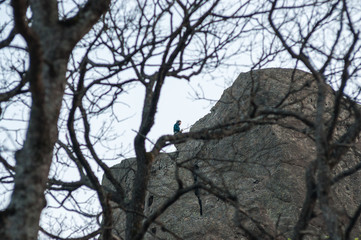 Climber climbs along the edge of a rock, view from afar through tree branches.