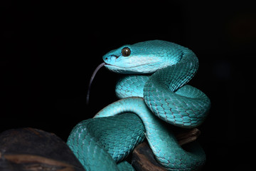Fototapeta premium viper snake animal wild colorfull