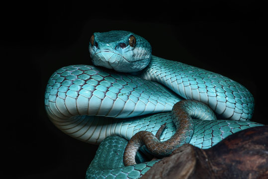 viper snake animal wild colorfull
