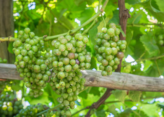 Fraueler vine variety. Old native white wine variety. Vitis Vinifera, northern Italy,South Tyrol