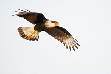 Fototapeta premium Northern Crested Caracara (Caracara cheriway) flying, Texas, USA