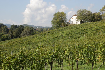 Fototapeta na wymiar südsteirisches Weinland bei Graz