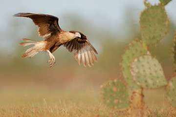 Northern Crested Caracara (Caracara cheriway) flying, Texas, USA