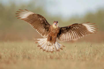 Northern Crested Caracara (Caracara cheriway) flying, Texas, USA