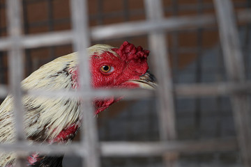 Close up fighting cock head in bamboo cage, Traditional game in Asia, Native chicken in Thailand