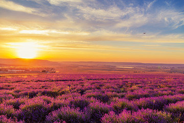 Lavender field at sunset. Great summer landscape.