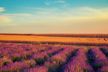 Fototapeta na wymiar Lavender field at sunset. Great summer landscape.