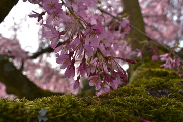 Kirschblüten