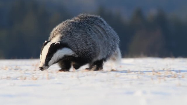 Cute badger (Meles Meles) running on meadow covered with snow at sunrise