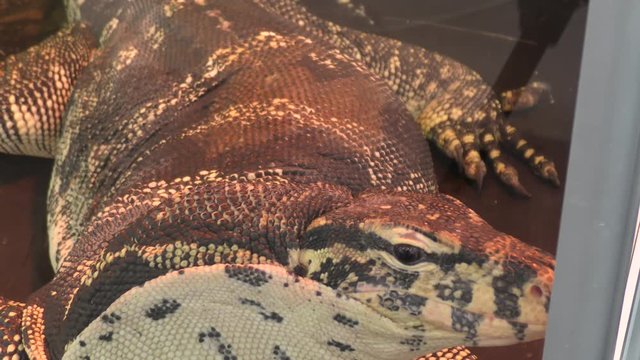 Striped varane, or water varane (lat. Varanus salvator) is a very large lizard belonging to the genus Varanes