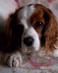 Fototapeta premium sad cavalier 