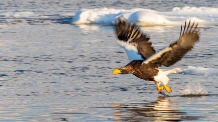 水面ギリギリを飛ぶオオワシ
