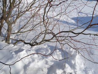 willow branches on a background of snow and blue sky