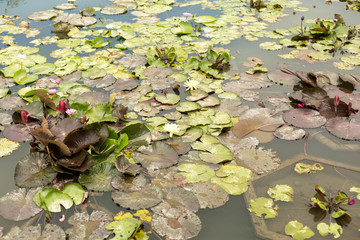 Colorful water lily flowers and leaves in pond.