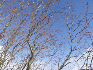 twisting willow branches against the blue sky and clouds