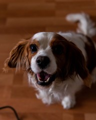 Fototapeta premium big smile dog