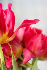 Obraz na płótnie Canvas Tulip petals, abstraction, close-up image.