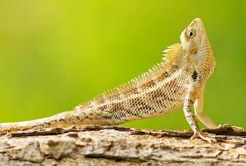 Garden Lizard