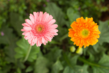 Pink and orange gerbera daisy flower on blur green leaves and colorful flowers background.