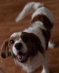 happy cavalier dog