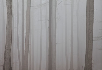 zamglony szary krajobraz z tonącym we mgle lasem pni drzew - obrazy, fototapety, plakaty