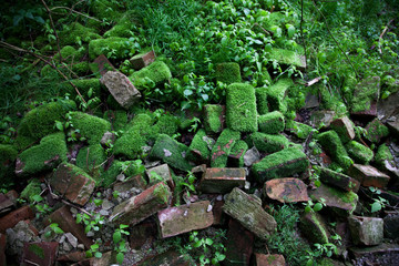 Stary zawalony mur z cegieł porośnięty mchem i leśną roślinnością