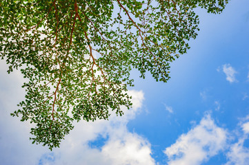 Fototapeta premium green leafs tree with the blue sky and white cloud background/beautiful green leafs