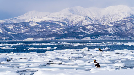流氷　オオワシ　知床連山 © Yuuki Kobayashi