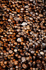 Sterta ścietych pni drzew składowana w tartaku  © Maciek