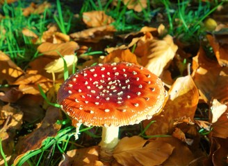 fly agaric mushroom in the forest