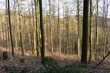 Natur, Tiere
