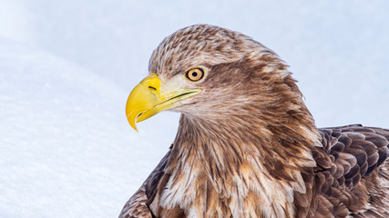 オジロワシ　アップ