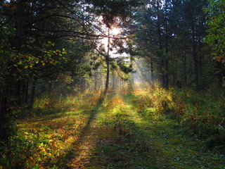 Obraz premium early summer dawn, the sun shines between the trees