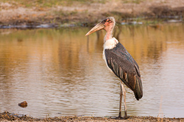 Marabu