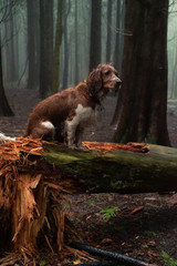 spaniel sitting on a log
