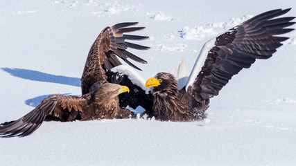 オオワシ　オジロワシ　餌の取り合い © Yuuki Kobayashi