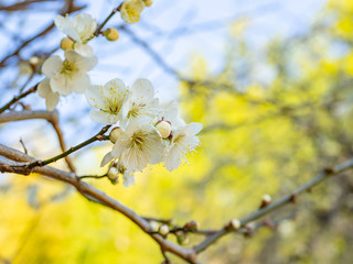 熱海梅園 - 白加賀