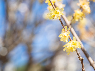 熱海梅園 - 蝋梅