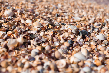 Sea shore strewn with shells. Sea beach made of sand and small shells.