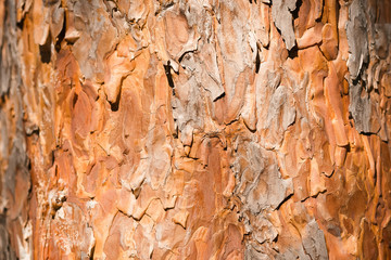 Coniferous texture, orange rough pine bark closeup
