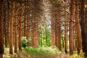Coniferous forest on a summer day, an alley of tall pines with sunlit apices