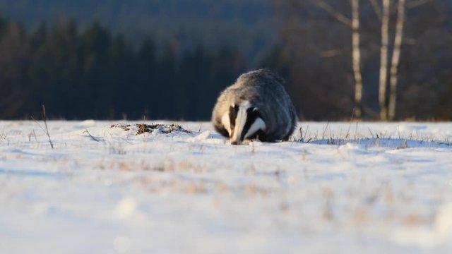 Cute badger (Meles Meles) running on meadow covered with snow at sunrise