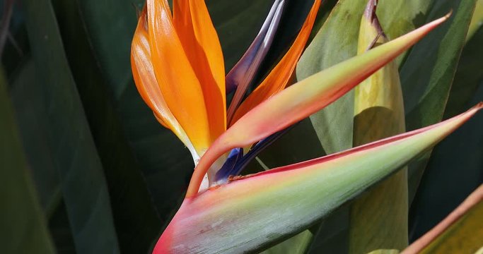 Beautiful Bird Of Paradise Flower (Strelitzia Reginae Or Crane Flower). Close Up View / Macro Shot - DCi 4K Resolution