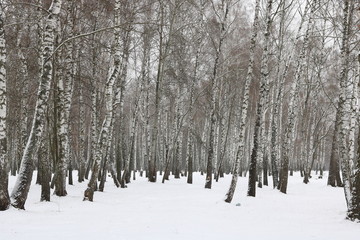 Black and white birch trees with birch bark in birch forest among other birches in winter in snow