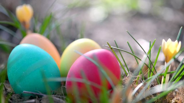 Close-up Colorful Easter eggs in the garden near beautiful blooming spring flowers. Easter Egg Hunt In Garden Easter concept background.