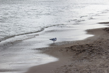 Seagull on a winter beach