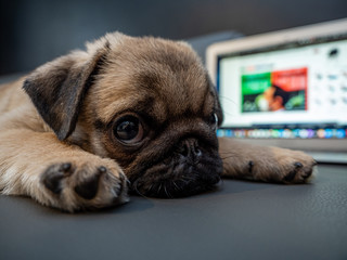 Eddie © Dawid