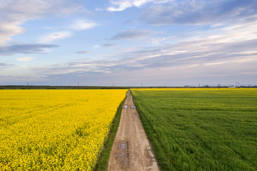 Fototapeta na wymiar Aerial view of straight ground road with rain puddles in green fields with blooming rapeseed plants on blue sky copy space background. Drone photography.
