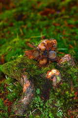 hazel nuts on stump