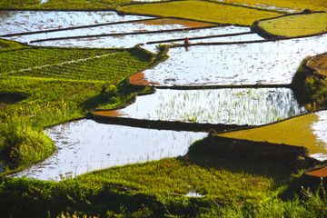 sagada rice terrace paddies